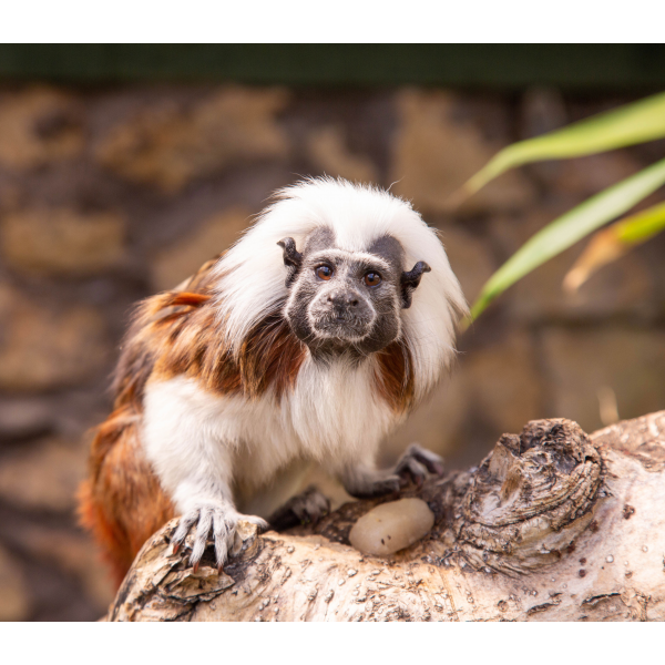 Primate Adoption