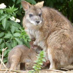 Parma wallaby - Cressy