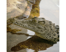 Crocodile Adoption