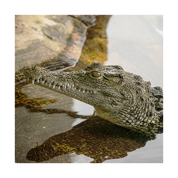 Crocodile Adoption