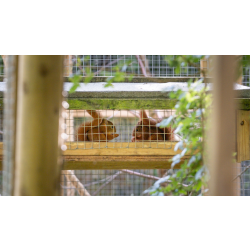 Red Squirrel Adoption