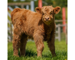 Highland cow calf standing in the sun
