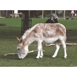 Adopt our Pair of Donkeys for 1 year