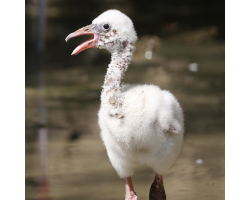 Caribbean Flamingos Donation from £10