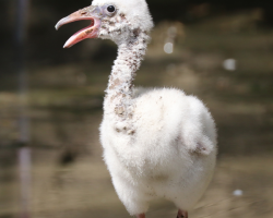 Caribbean Flamingos Donation from £10