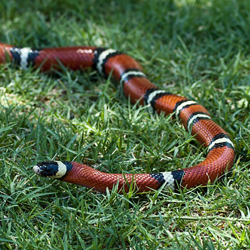 Sinaloan milksnake - Dennis