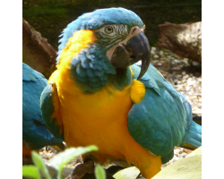 Blue throated macaw - Diego