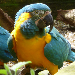 Blue throated macaw - Diego