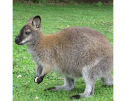 Red necked wallaby - Doreen