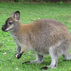 Red necked wallaby - Doreen