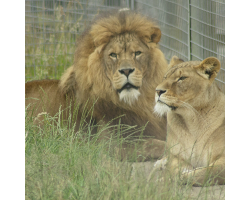 Big Cat Experience for 2