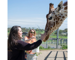 Big Zoo Animals Experience for 2