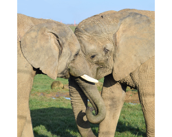 Elephant Experience for 2