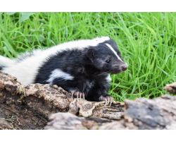 Skunk Adoption