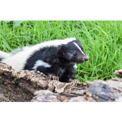 Skunk Adoption