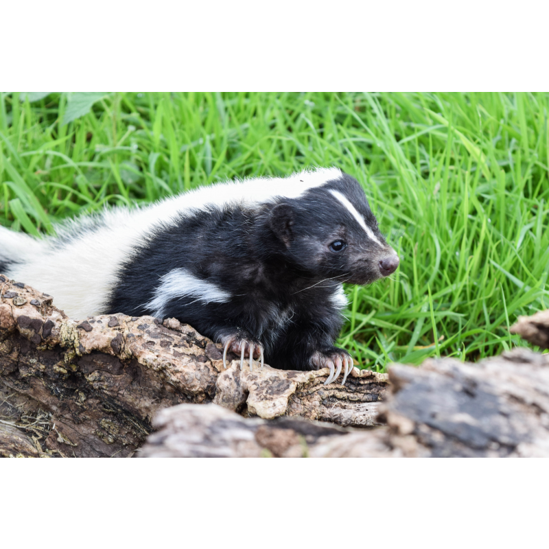 skunk-adoption