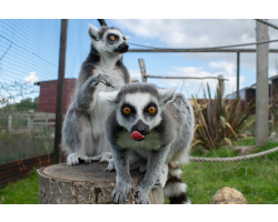 Family Lemur Adoption