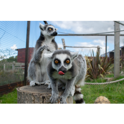 Family Lemur Adoption