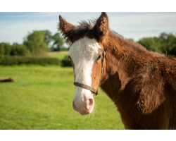 Shire Horse Foal Adoption