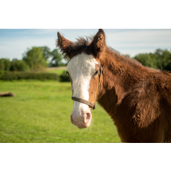 Shire Horse Foal Adoption