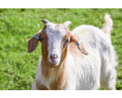 Family Goat Adoption