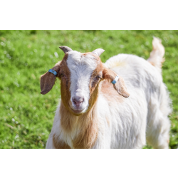 Family Goat Adoption