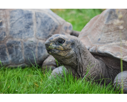 Family Giant Tortoise Adoption
