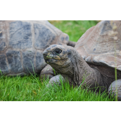 Family Giant Tortoise Adoption