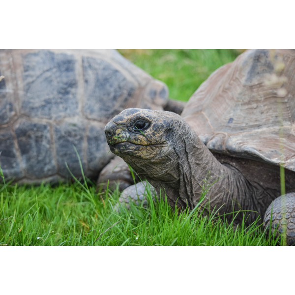 Family Giant Tortoise Adoption