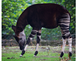 Okapi Adoption Pack