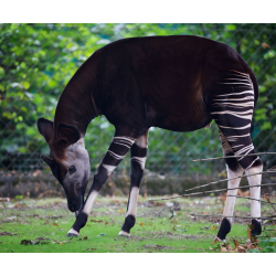 Okapi Adoption Pack