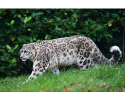 Snow Leopard Adoption Pack