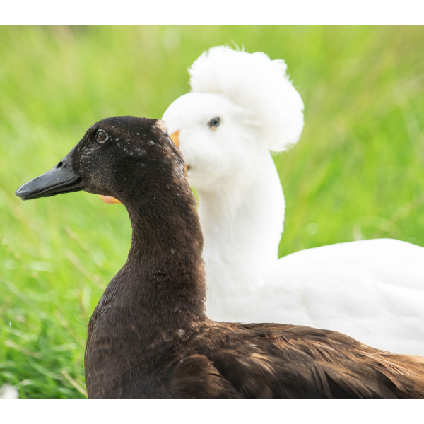 Duck Adoption