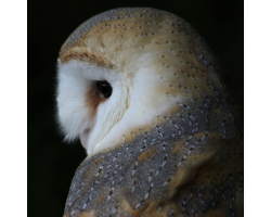 Barn owl - Dusk
