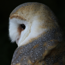 Barn owl - Dusk