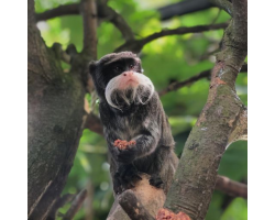 Adopt our Troop of Emperor Tamarin for 1 year