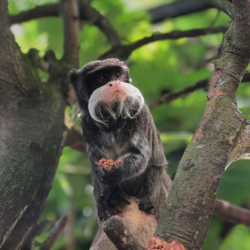 Adopt our Troop of Emperor Tamarin for 1 year