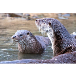 Adopt a Romp, Bevy or Raft of European Otters for a Child (Under 16)