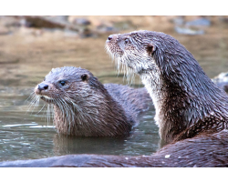 Adopt a Romp, Bevy or Raft of European Otters for an Adult (Over 16)