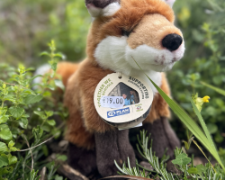 Plan Fox Medium