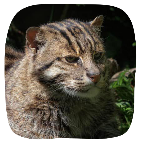 Fishing Cat Adoption fishing-cat-adoption