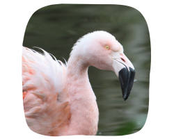 Flamingo Adoption