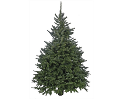 Fraser Fir 6ft 2024