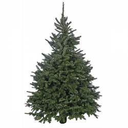 Fraser Fir 6ft 2024