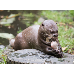 Adopt a Romp, Bevy or Raft of Giant Otters for a Child (Under 16)