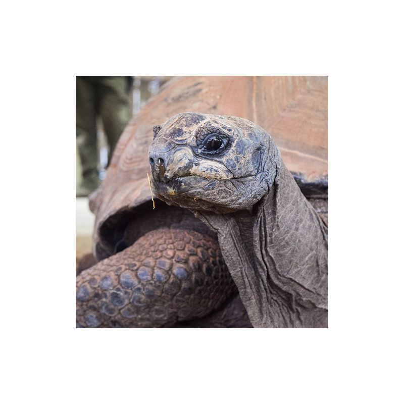 Giant Tortoise Adoption