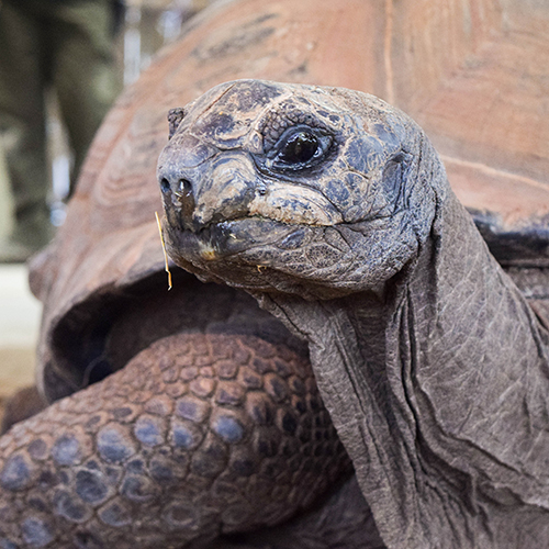 Giant Tortoise Adoption