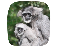 Silvery Gibbons Adoption