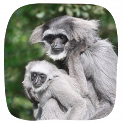 Silvery Gibbons Adoption