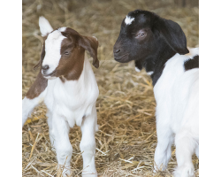 Goat Adoption